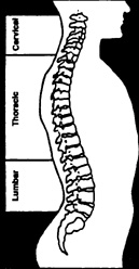 spine side view